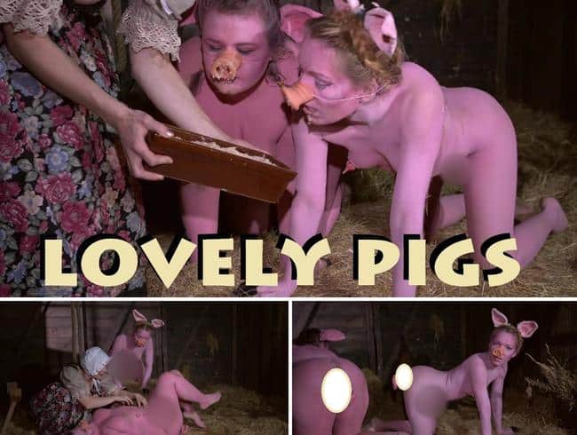 lovely pigs